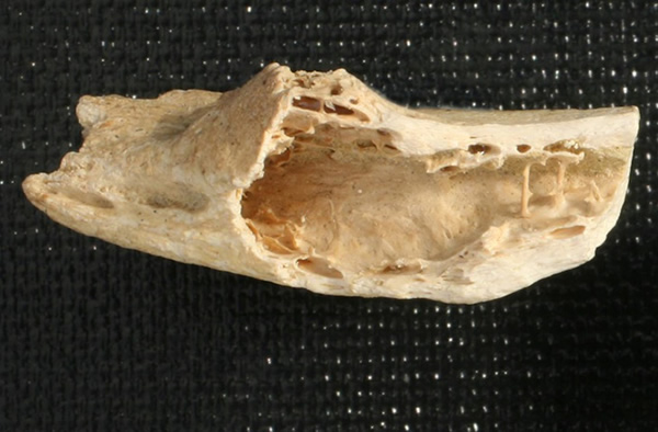 A Neanderthal rib fragment reveals a gaping cavity where weblike spongey bone sh