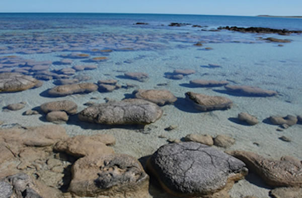 Stromatolites in Sharks Bay, Australia, one of the few places on Earth where the