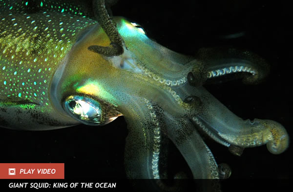 Squid Squashed by Acidic Oceans