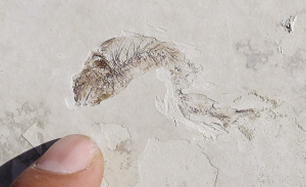 �����ڵ����ֳ��񵽵��㻯ʯ