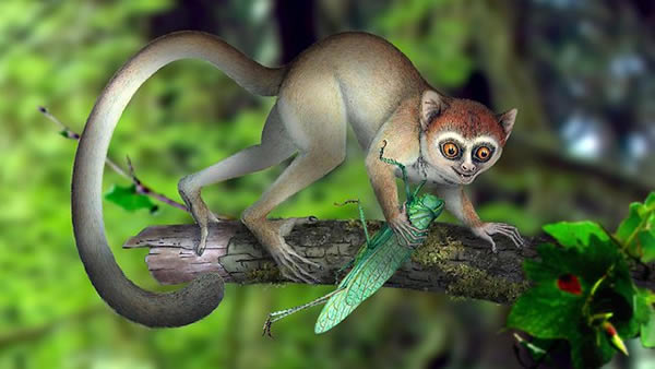 ������˹����(Archicebus achilles)��ԭͼ