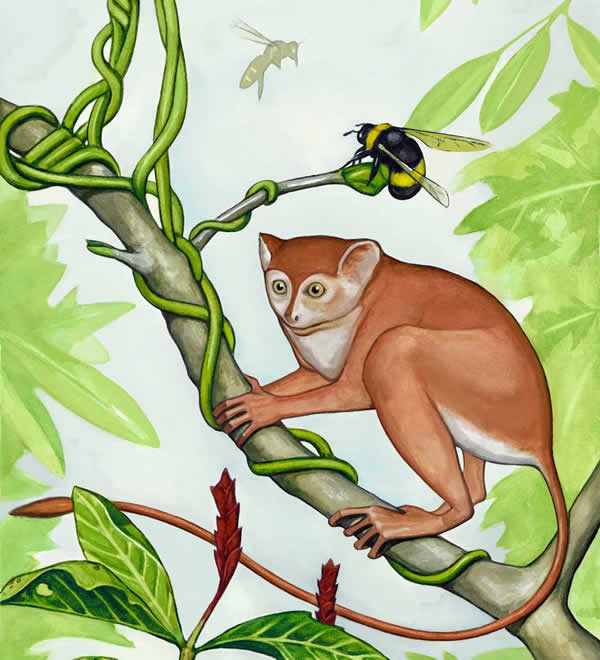 ������˹����(Archicebus achilles)��ԭͼ