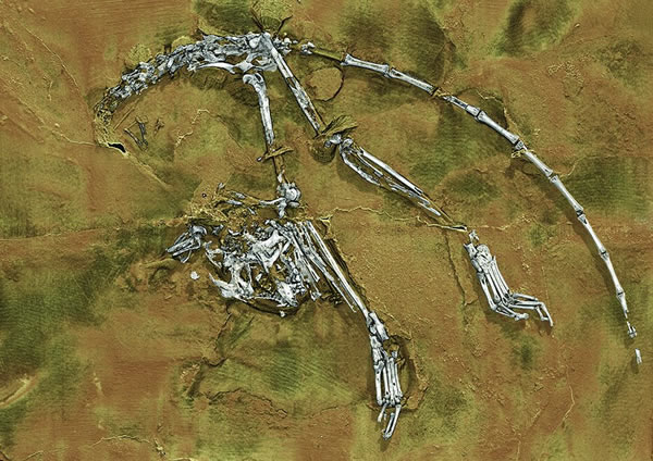 ������˹����(Archicebus achilles)��ʯ