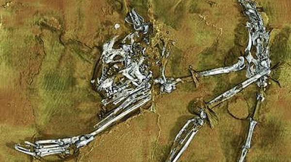 ������˹����(Archicebus achilles)��ʯ