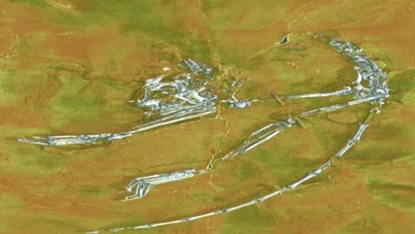 ������˹����(Archicebus achilles)��ʯ