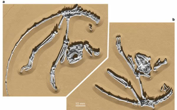 ������˹����(Archicebus achilles)��ʯ