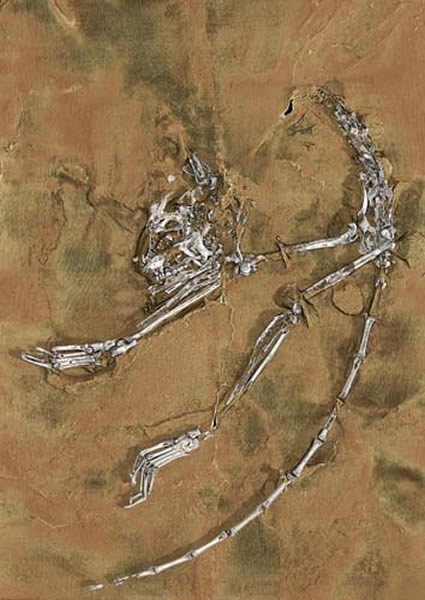 阿喀琉斯基猴化石骨架(倪喜军供图)