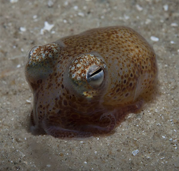 澳洲后耳乌贼颜色各异,有锈橙色、黄色、甚至苍白色。