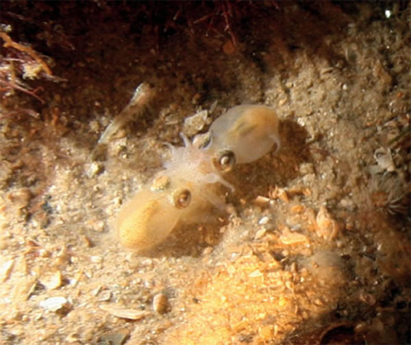 一对澳洲后耳乌贼正在交配。