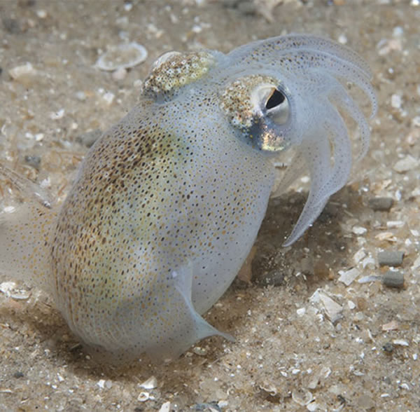 澳洲后耳乌贼白天躲在沙土中,晚上出来寻找食物。