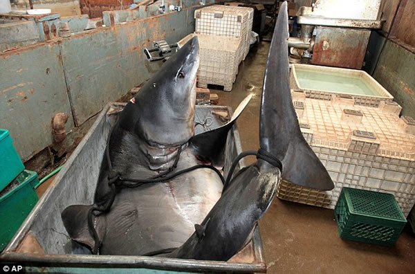 ��������׽�������������ܵ�����������ʿǿ��Ǵ��