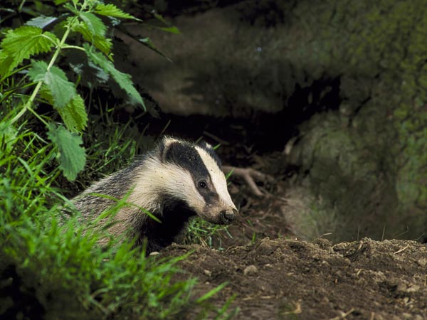 A European badger (Meles meles) emerges from its nest in Wales, UK.