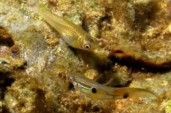 最新研究发现大约有四分之一的孔雀鱼后代来自于死亡的雄性