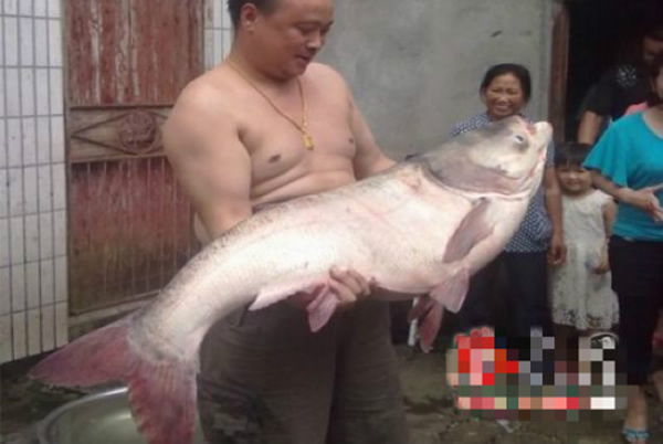 洪江市清水江沅河流域钓出62斤大鳙鱼