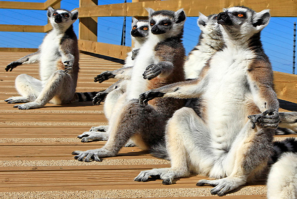 英国威尔士山区动物园一群狐猴的避暑方式