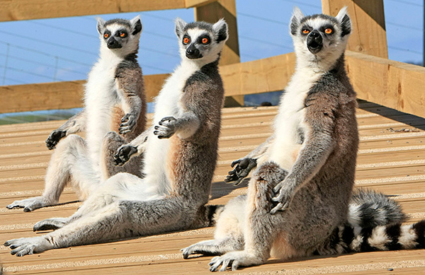 英国威尔士山区动物园一群狐猴的避暑方式