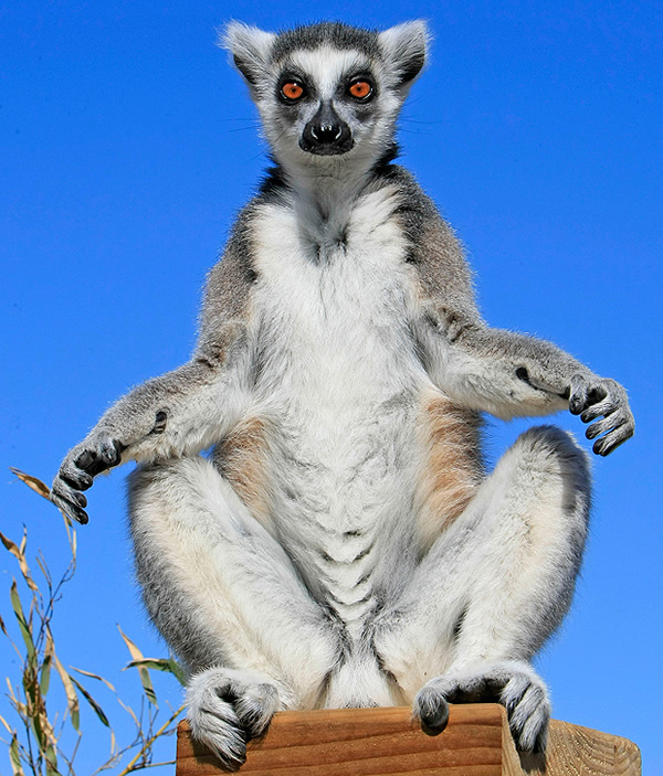 英国威尔士山区动物园一群狐猴的避暑方式