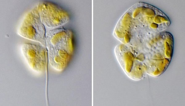 ѧұηֵľ30긡峤ԼΪ2060΢ףͼʾĿǰںеĿ峤Ϊ20΢