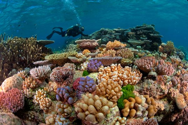 A marine scientist admires a garden of stony corals.