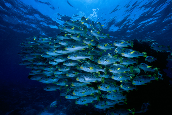 A school of Sweetlips fish in the Great Barrier Reef.