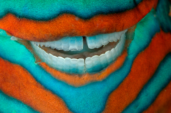 The clownish grin of a bridled parrotfish, one of the many fish that live in Aus