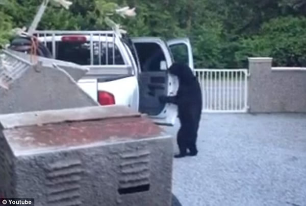 加拿大一只黑熊欲爬上汽车