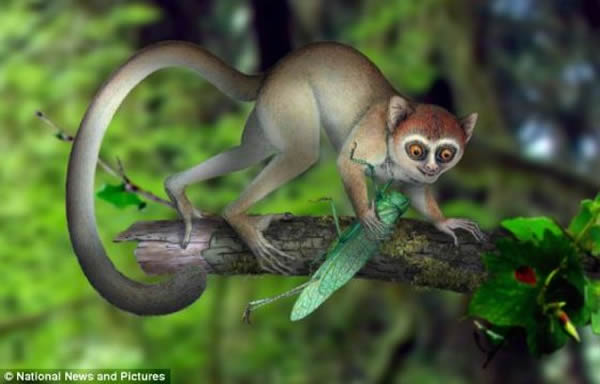 阿喀琉斯基猴的复原图,一度生活在中国中部的森林地区