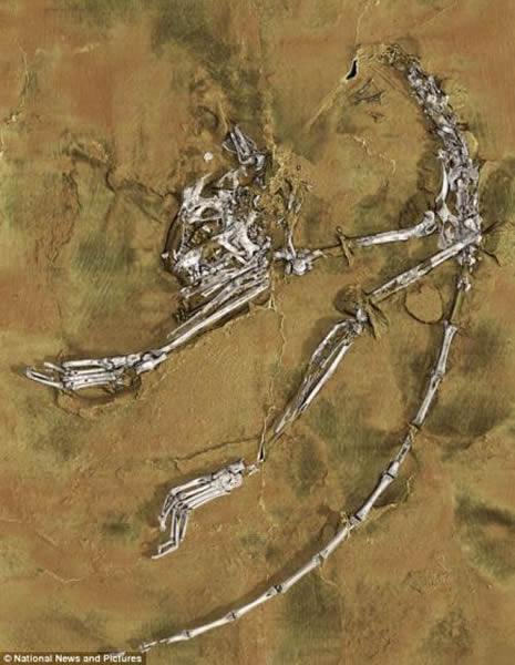 科学家在中国长江流域发现的世界上最古老的灵长类动物化石，距今5500万年。这种灵长类动物被命名为“阿喀琉斯基猴”，体型不及当前世界上最小的灵长类动物侏儒鼠狐猴。