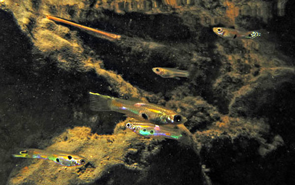 雄性孔雀鱼可以在死后成为父亲