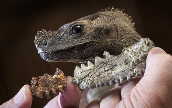 新爬行动物——Barbaturex morrisoni