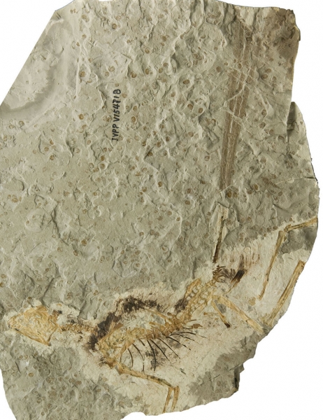 胡氏耀龙(Epidexipteryx hui)