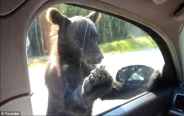 俄罗斯灰熊在公路上阻碍车辆讨要食物