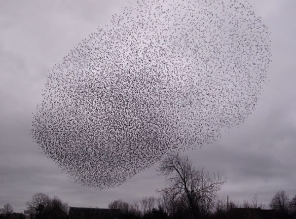 2012年12月23日,一大群候鸟聚集在法国的利耶尔奈。