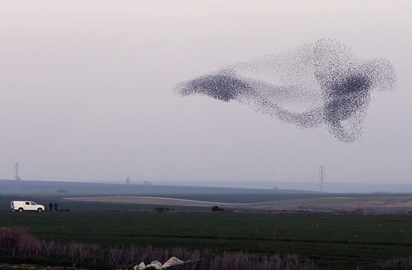 2013年1月25日,一群欧椋鸟在迁徙途中飞过以色列内提沃特附近。