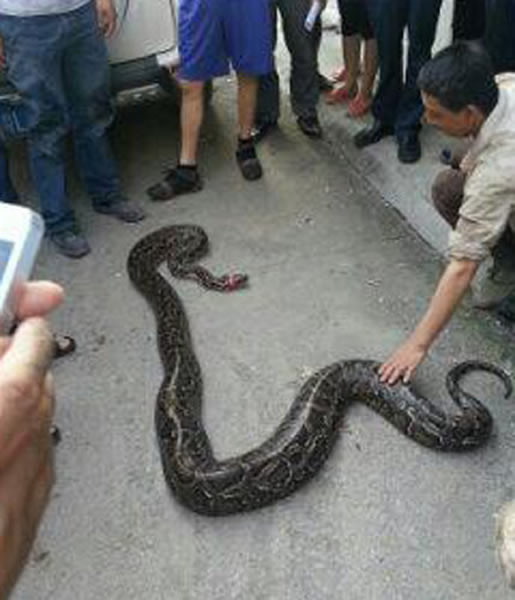 广东惠州3米长大蟒蛇山脚晒太阳被抓