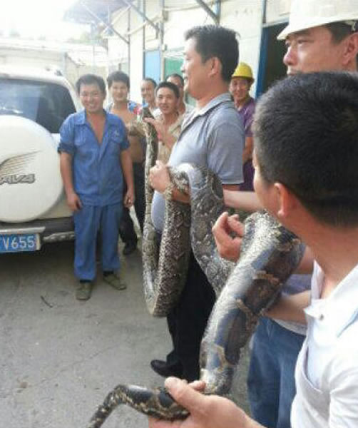 广东惠州3米长大蟒蛇山脚晒太阳被抓 - 神秘的地球 科学|自然|地理|探索
