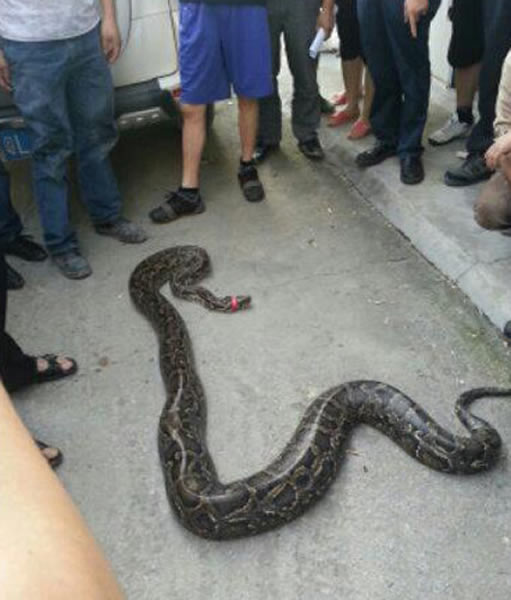 广东惠州3米长大蟒蛇山脚晒太阳被抓