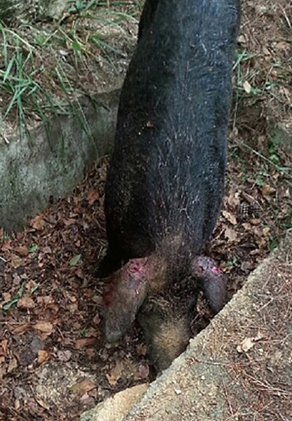 ����εɽҰ������