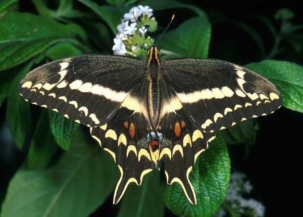 Researchers are working to save the Schaus swallowtail, a species of butterfly t