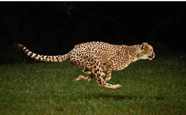 This captive, young male cheetah covered 100 meters in 7.19 seconds in a timed r