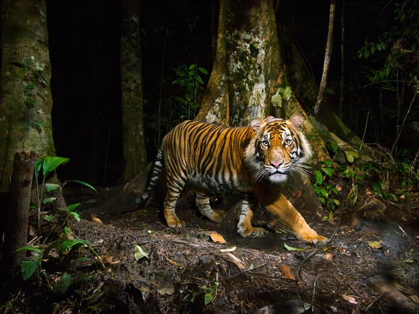 A healthy Sumatran tiger pauses in the forests of northern Sumatra, Indonesia.