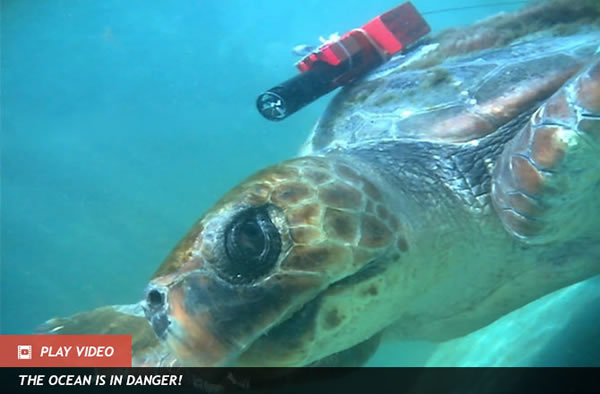 Plastic Bags Fool Turtles Into Hunting Them