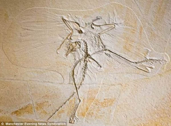 ͨʼëʯ״νеѧѧҷʼëɫǳɫԵͶ˵ʺɫǴǰΪȫʺɫʼһԶŶ