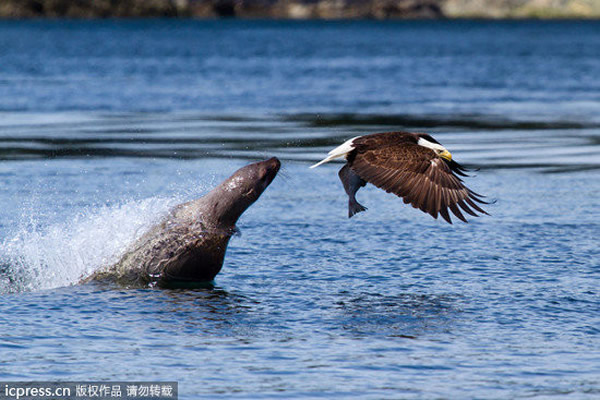 ��ͷ�����㺣ʨ�ں�