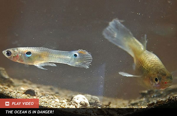 Dead Daddy Guppies Keep Making Babies