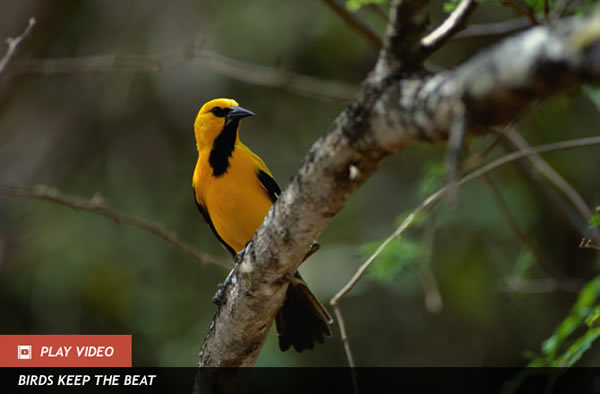 Bird Apps May Confuse Real Birds