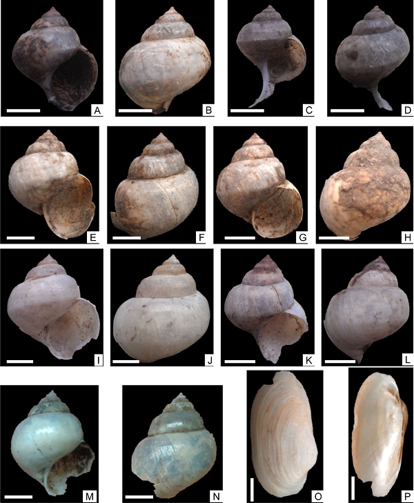 Ȫ����QH���Ͱ��壨AB����ַ���嶯���Ŵ�