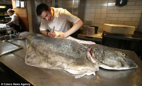 英国某餐厅购得巨型比目鱼