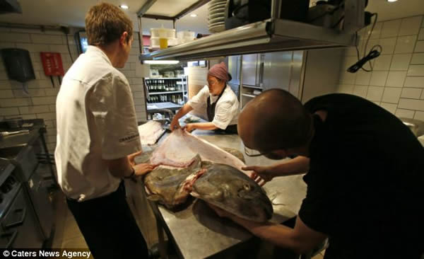 英国某餐厅购得巨型比目鱼