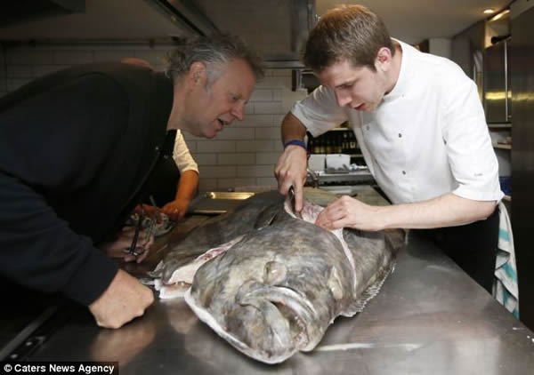 英国某餐厅购得巨型比目鱼